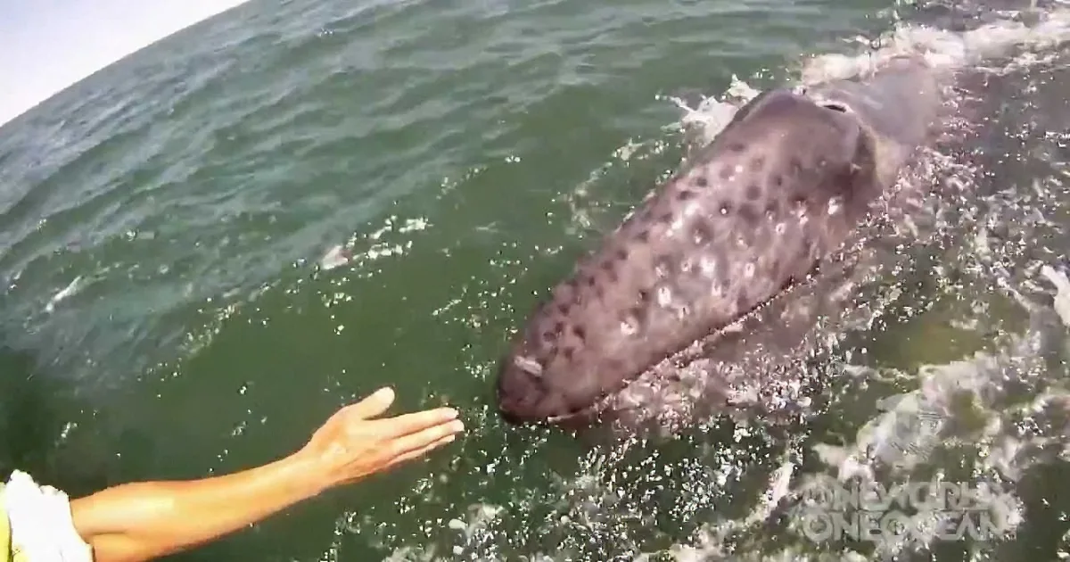 A spotted manatee swims near a person's hand in the water.