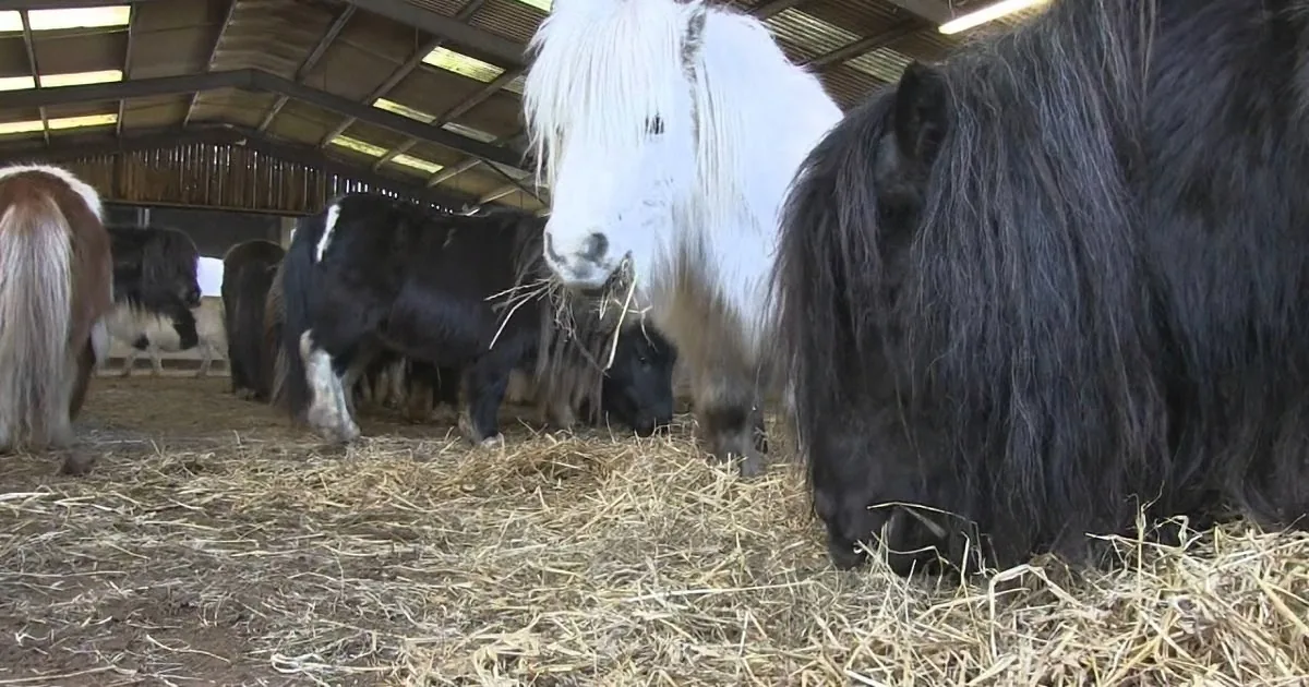 A white and black pony with a long mane is eating hay in a barn with other ponies.