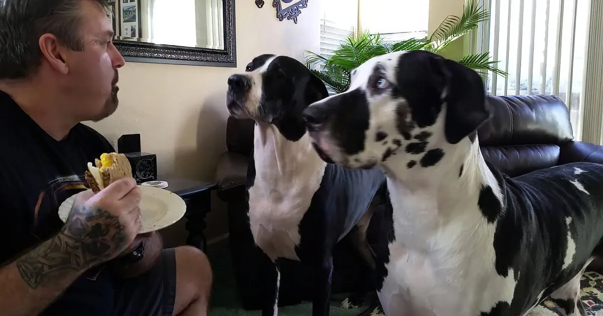 A man with tattoos eats a sandwich while two large black-and-white dogs watch intently.