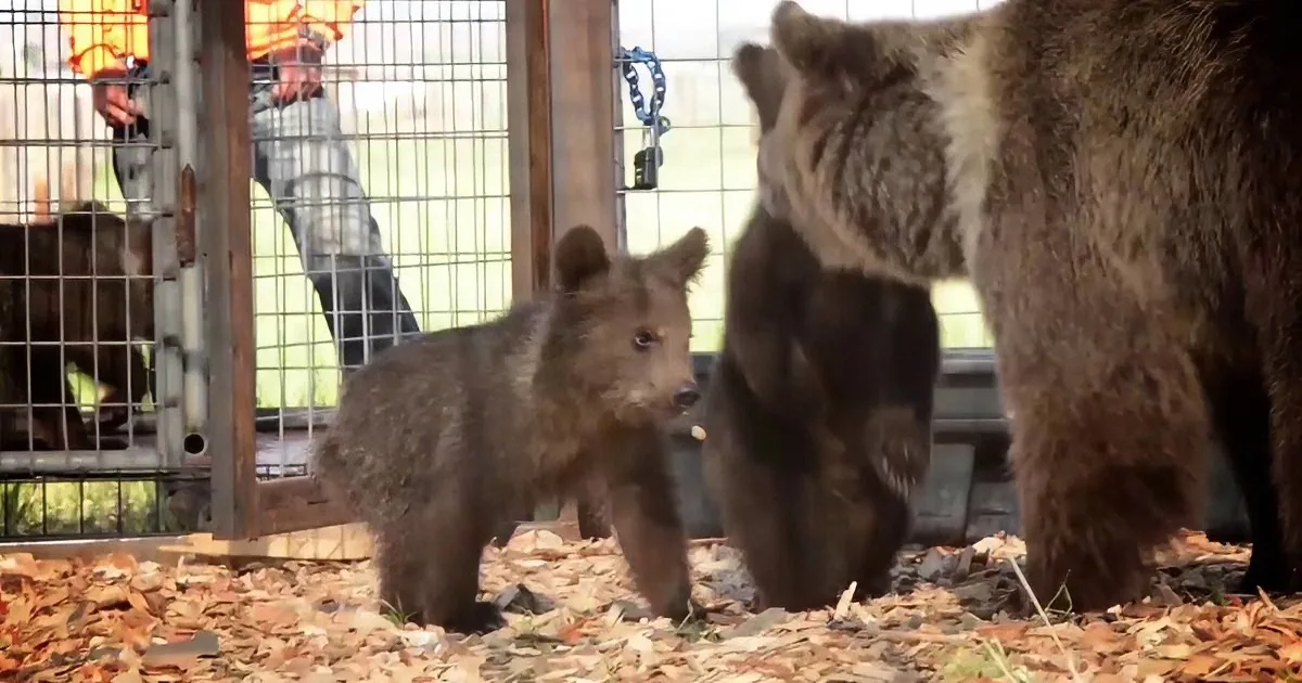 A baby bear explores its enclosure, standing near an adult bear and a person in the background.