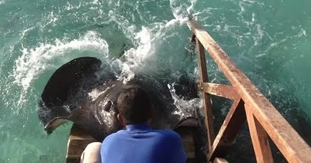 He Was Just Feeding Fishes on the Ramp With His Friends When This Thing Jumped up From the Sea!