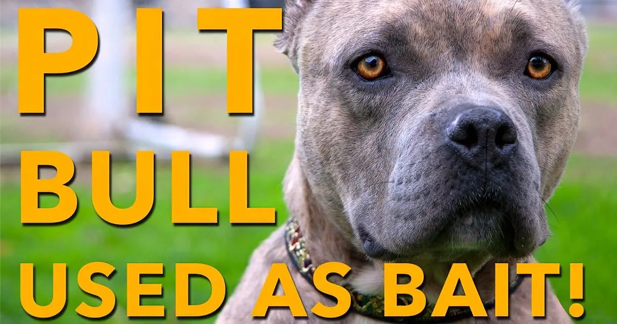 She Lies on the Ground Holding This Pit Bull. When I Knew Why... I Couldn''t Stop My Tears