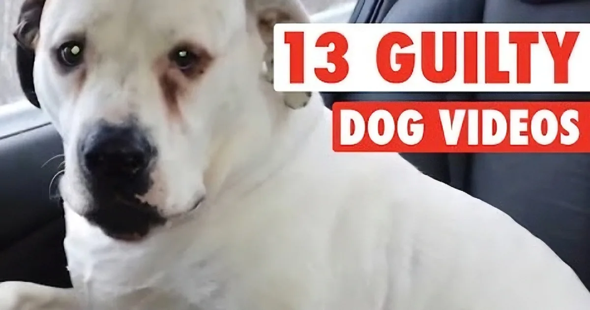 A white dog with a guilty expression sits in a car, with text overlay reading "13 Guilty Dog Videos."