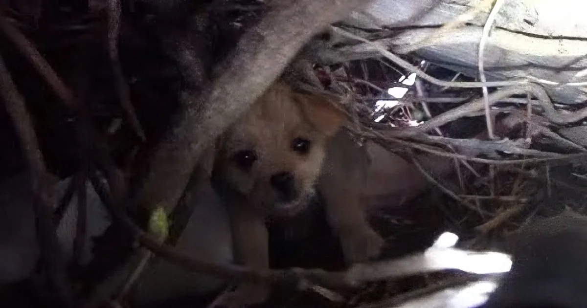 5 Stray Puppies Were Waiting for Their Mom. but Watch Who Comes to Their Rescue Instead