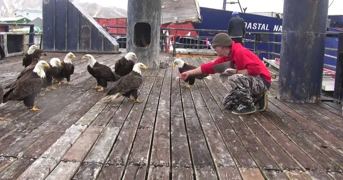 Fisherman Was Feeding Those Bald Eagles. but Keep a Close Eye on What Happens on the Left