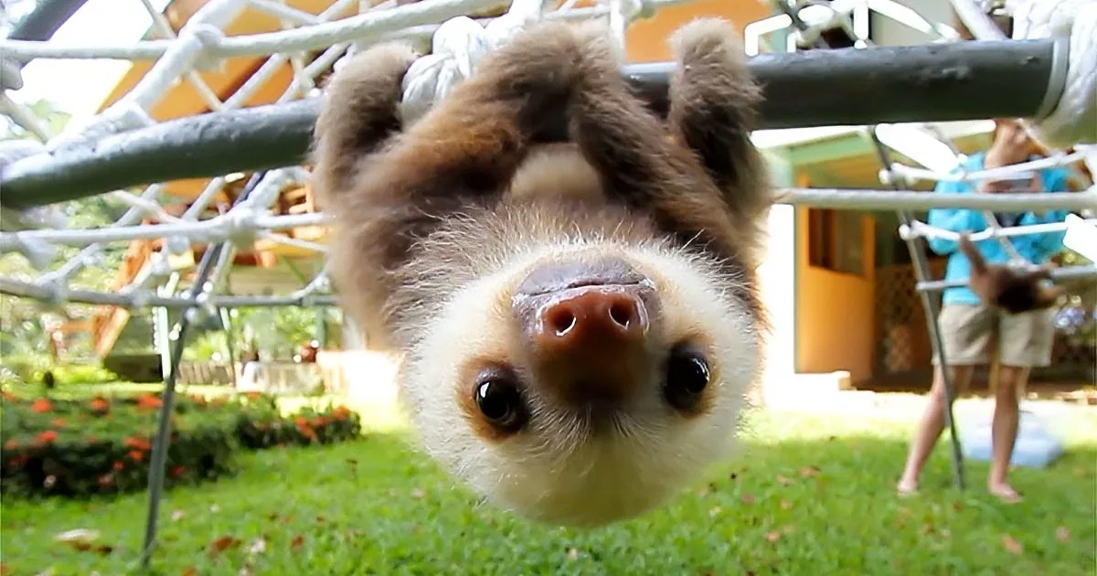 Baby Sloths Look Into the Camera. but What Happens When They Open Their Mouths? Aww!
