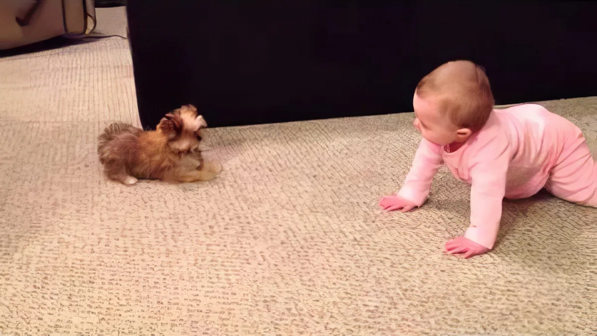 A baby in pink crawls on carpet, facing a small dog sitting nearby.
