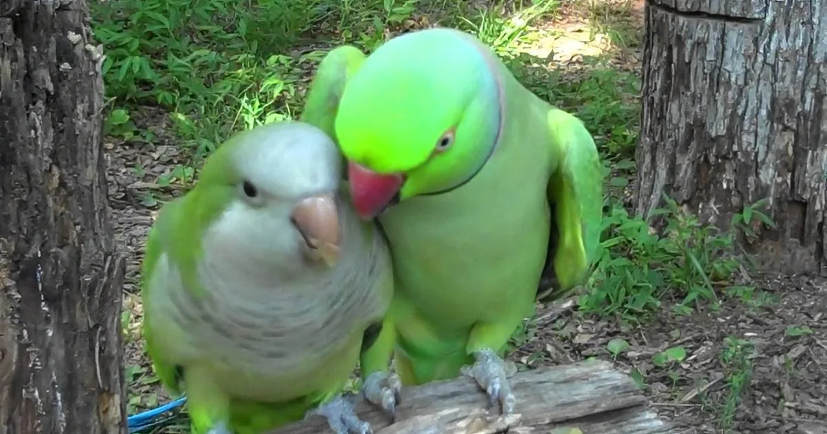 Two green parrots, one with a red beak, are perched on a log, interacting closely in a natural setting.