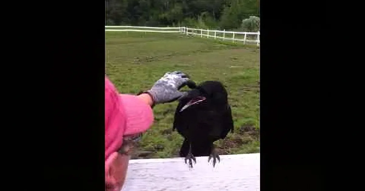 Poor Raven Had Porcupine Quills Stuck on Him. Now Watch What Those Humans Did...