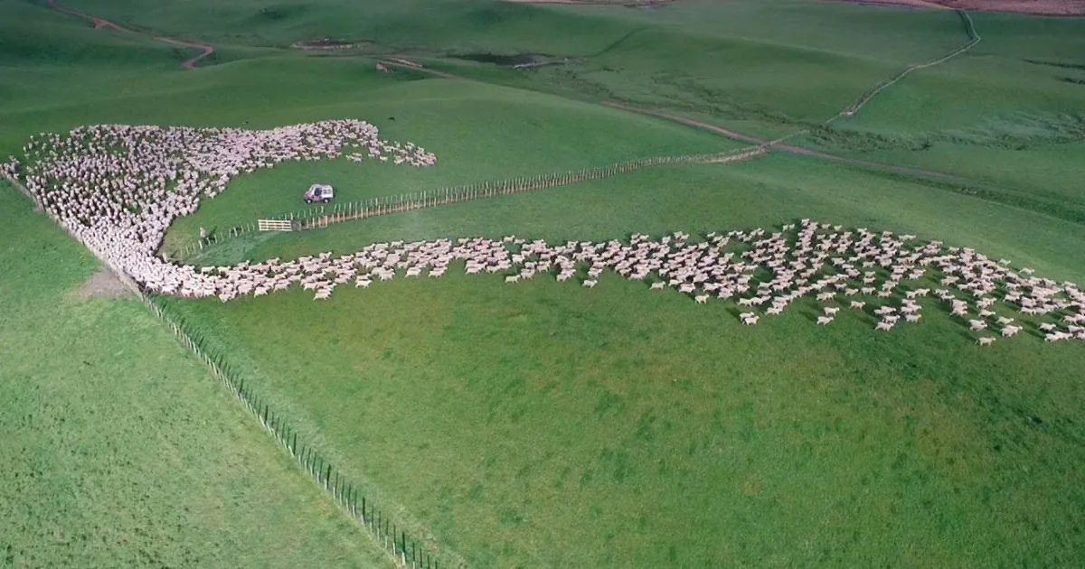 He Took a Clip of Hundreds of Sheep From the Air. but When This Gate Opens? You''ll Be Breathless