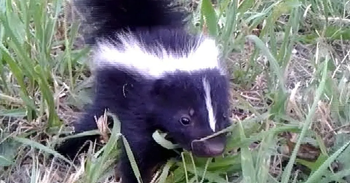 A skunk with a distinctive black and white stripe stands in green grass, its mouth slightly open.
