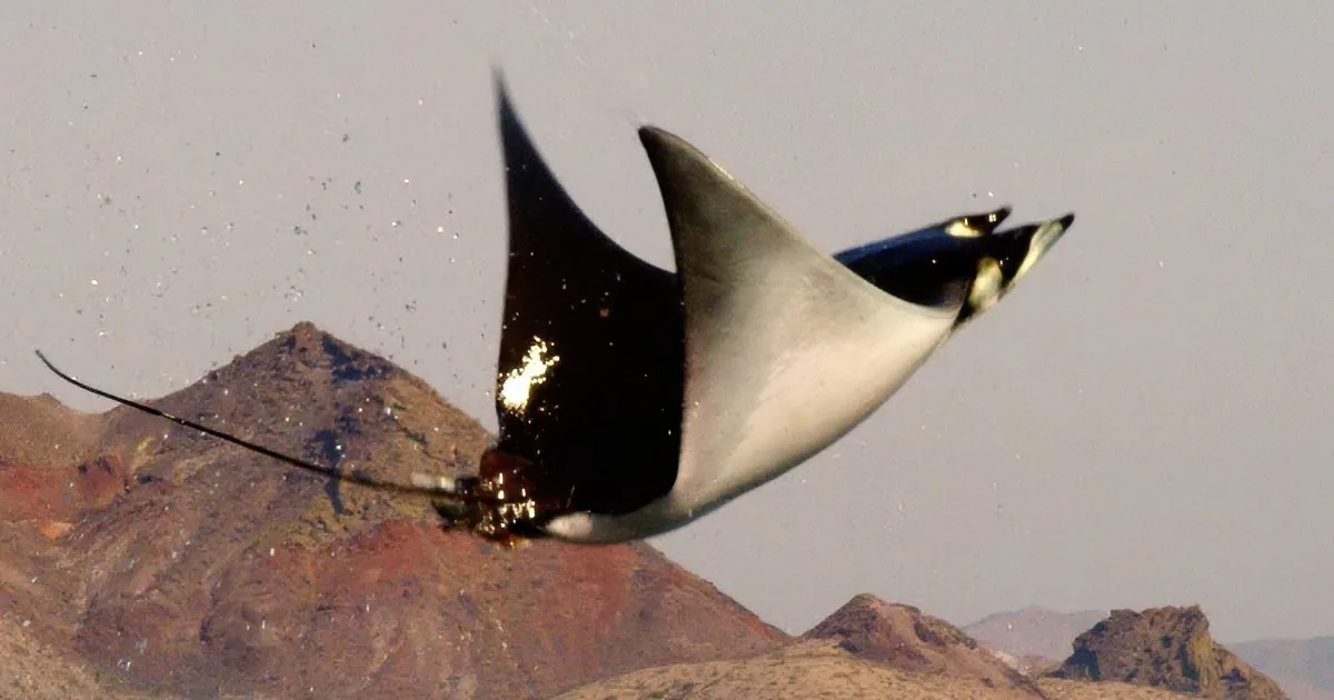 A Huge Shadow Leapt From the Depths of the Ocean. When They Zoomed in, My Breath Stopped