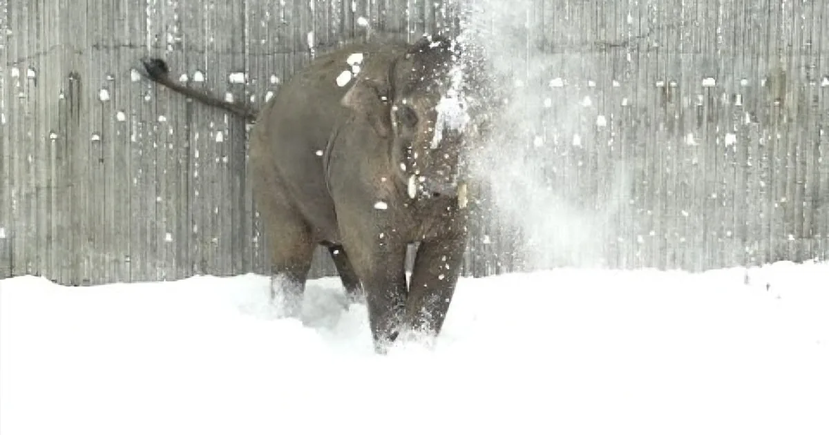 Due to the Heavy Snow, the Zoo Got Closed. but Watch What the Cameras Caught the Animals Do