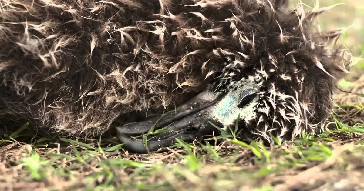 A bird, possibly a chick, with dark feathers and a blue patch on its head lies on grass.