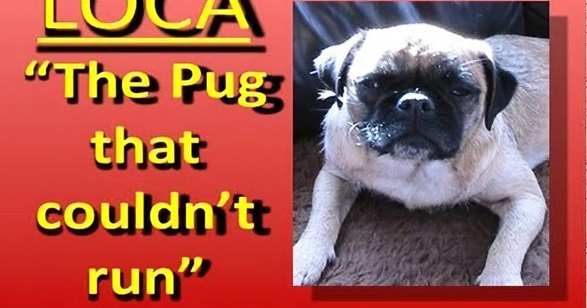 A pug named Luca is featured with text about him not being able to run.