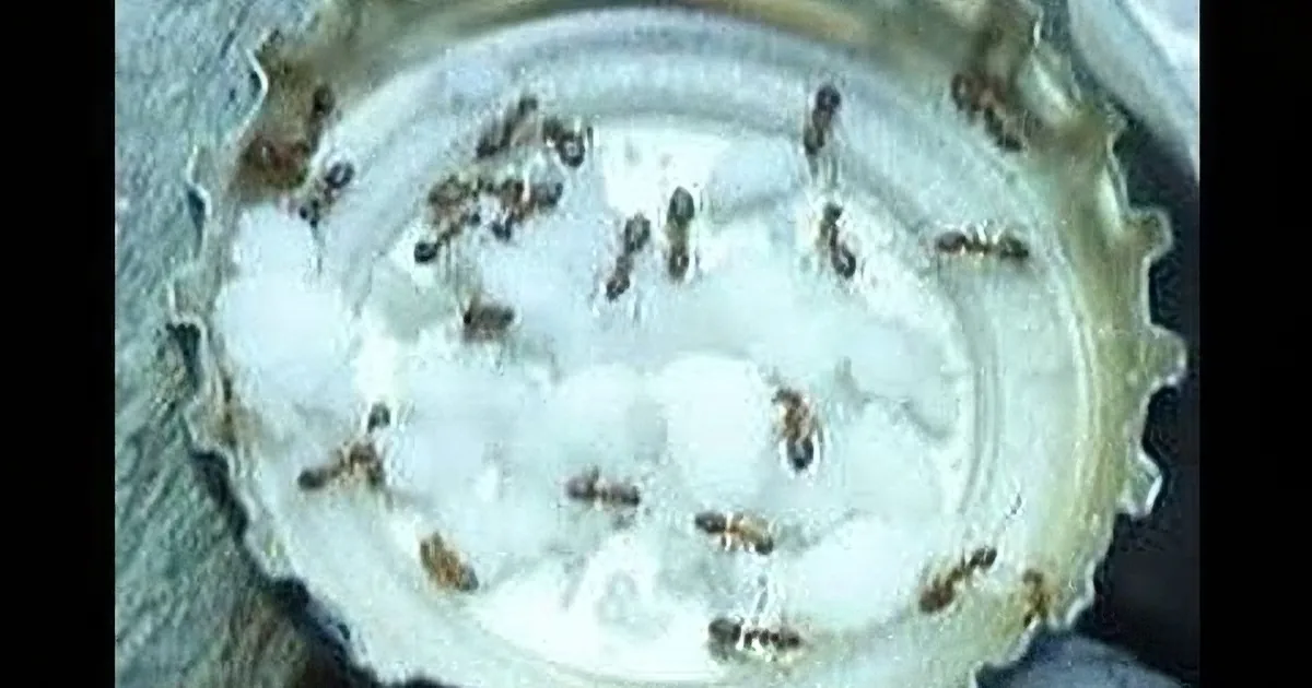 This Simple Mix Will Get Rid of Ants Overnight. How to Make It? Wait Till You See This! Amazing!