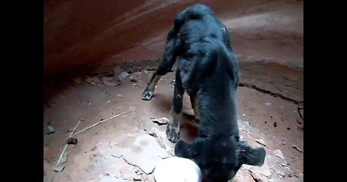 You''re Going to Be Shocked When You See What This Man Found 350 Feet Down a Terrifying Canyon!