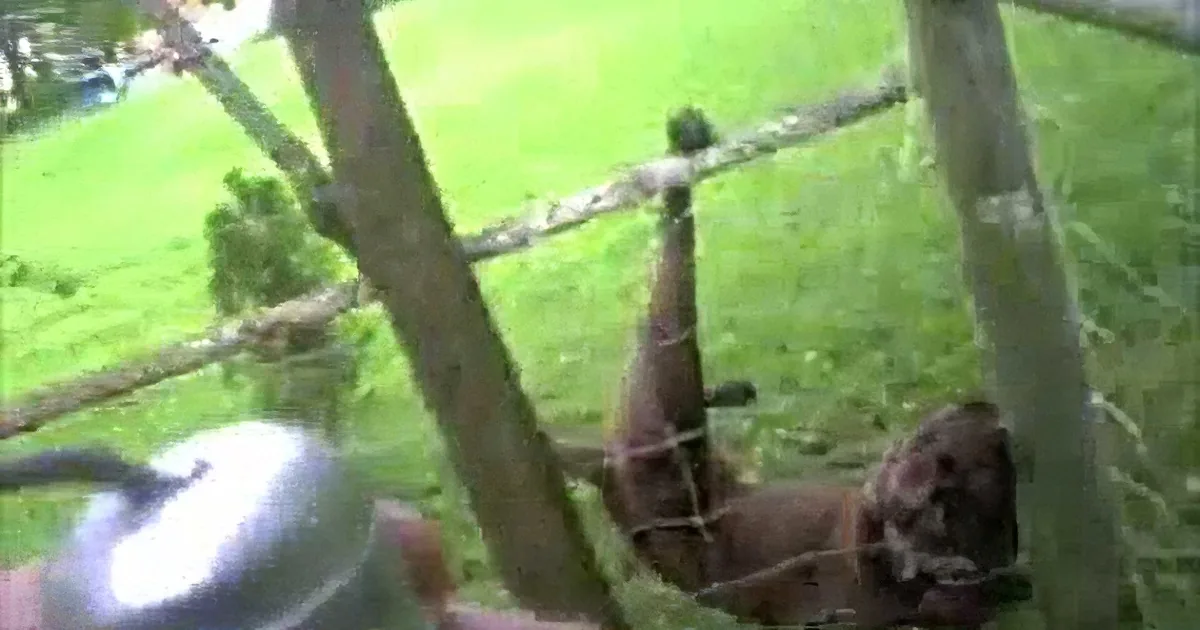 A monkey is hanging upside down from a tree branch in a grassy area.