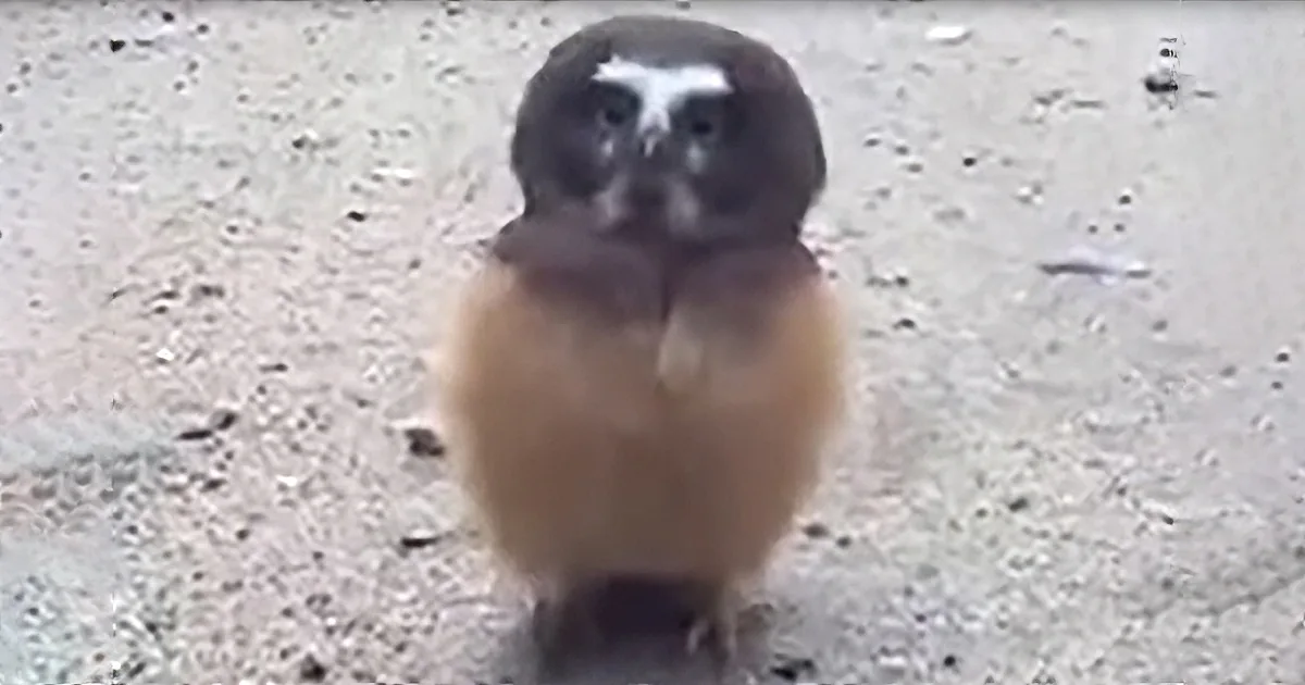 They Saw a Tiny Owl in the Middle of the Road. but When These Cops Approached Him? LOL!