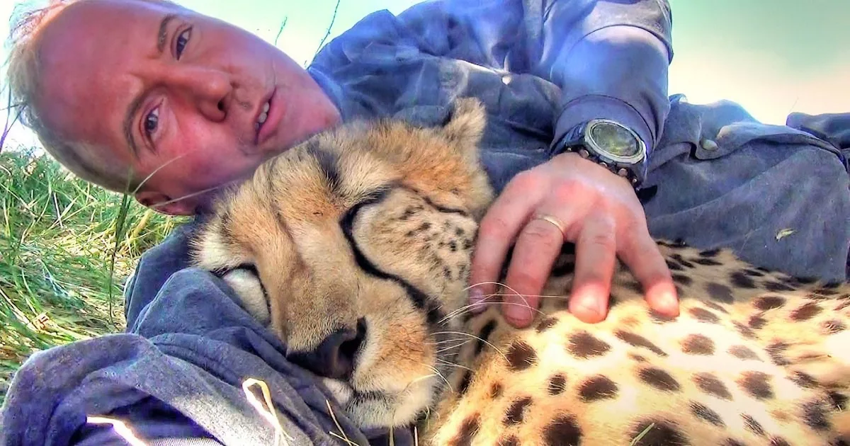 A man in a blue jacket is lying down, gently petting a sleeping cheetah with its eyes closed.