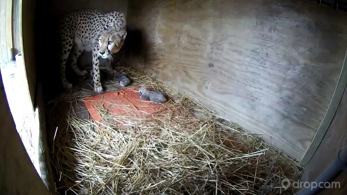 A cheetah stands over a small, sleeping animal on a bed of hay in a wooden enclosure.