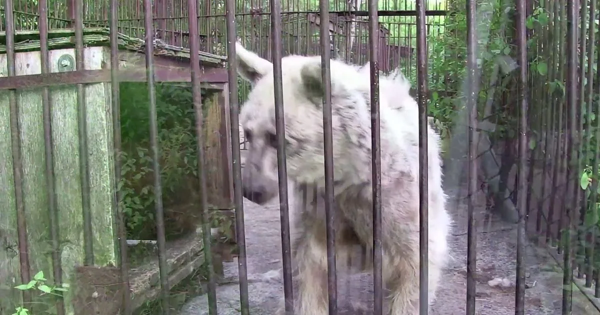 A white dog with a black nose stands behind metal bars in a cage, surrounded by greenery.