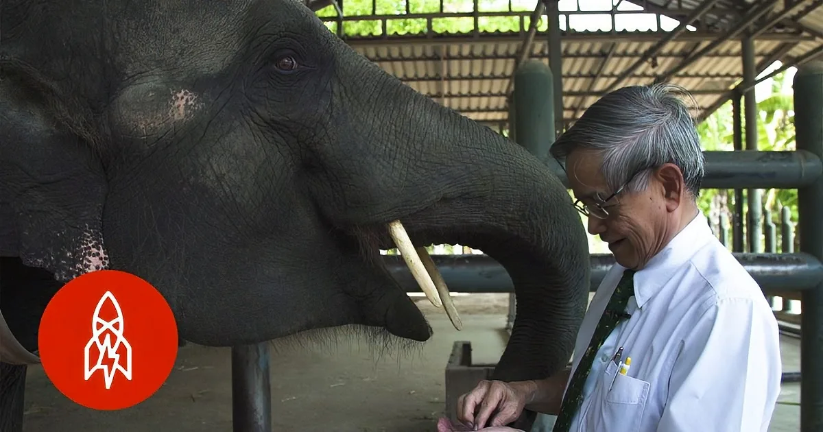 An elephant with tusks interacts with a man in a lab coat, possibly in a zoo or sanctuary setting.