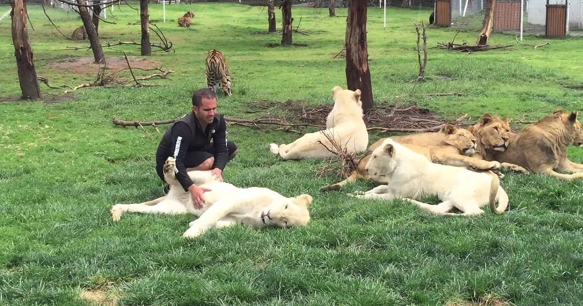 Leopard Charges His Zookeeper While His Back Is Turned. but a Tiger Runs to His Rescue