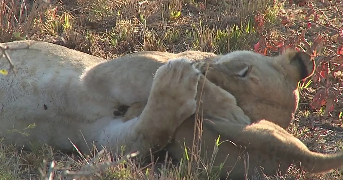 Two lionesses rest together on the ground amidst dry grass and red foliage.