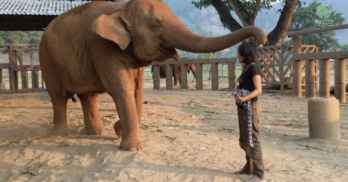 A young elephant extends its trunk towards a person in a sandy enclosure.