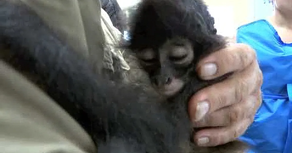 A small, dark-furred animal, possibly a kitten, is being held gently by a person's hand.