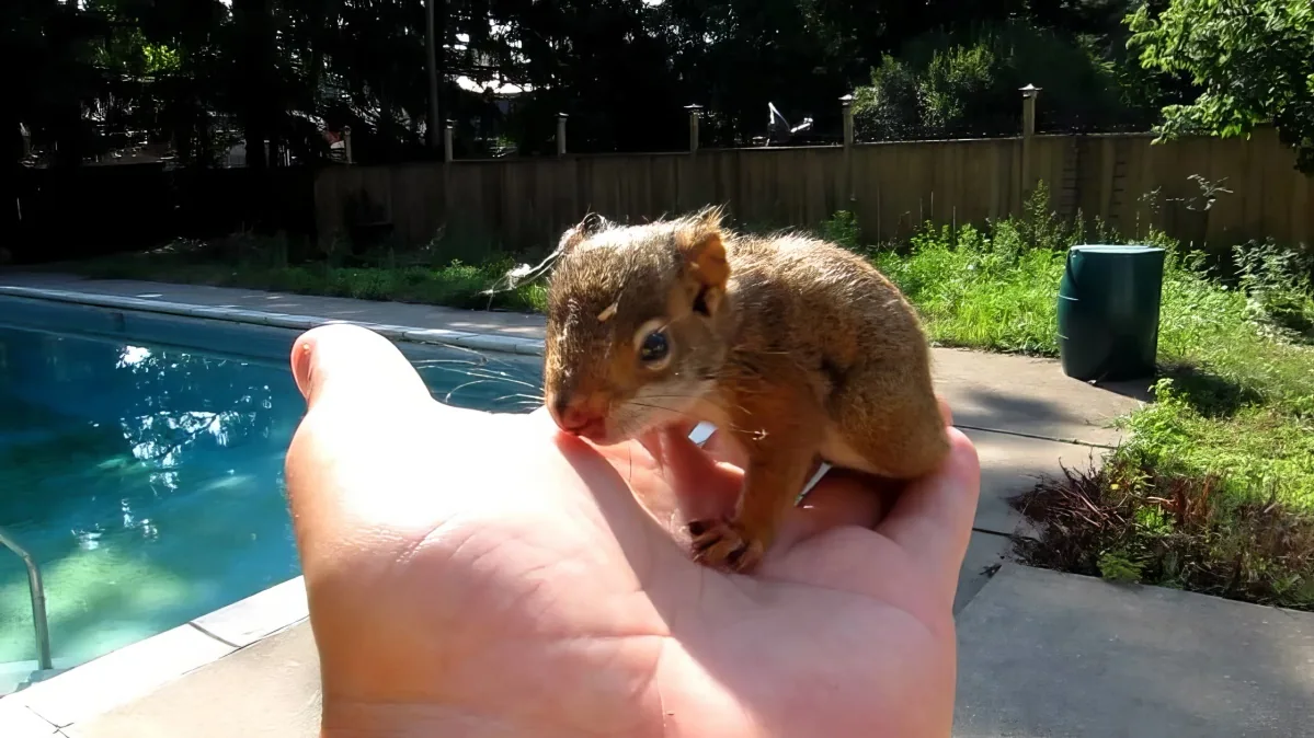 A hand holds a small, wet squirrel near a pool, with a wooden fence and greenery in the background.
