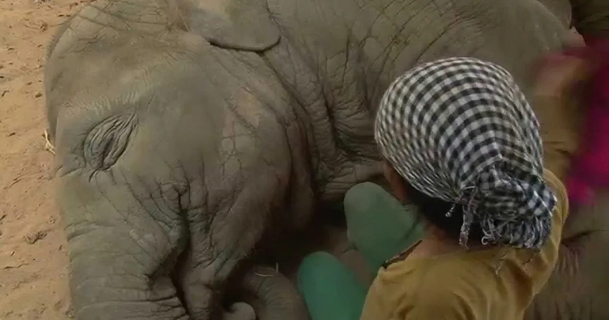 A person in a checkered headscarf and gloves is examining an elephant's foot.