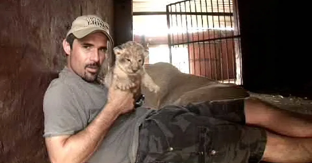He Walked Into That Lioness'' Cage and Picked Her Cubs. but Her Reaction Left Me Without Words!