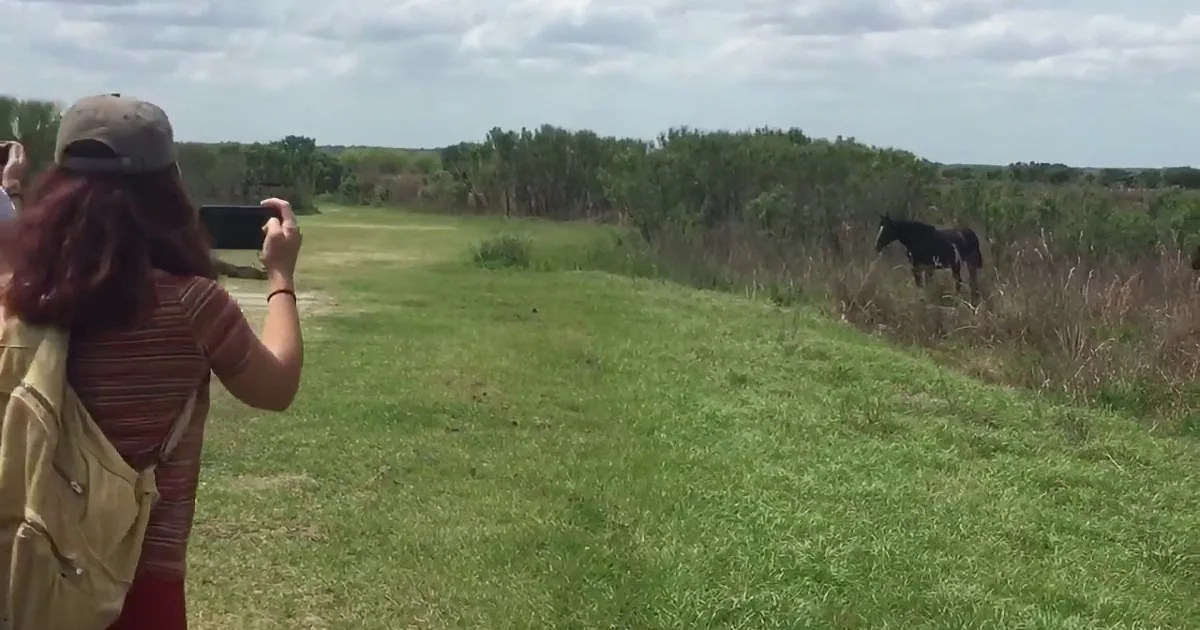 A person takes a photo of a horse in a grassy field with trees in the background.
