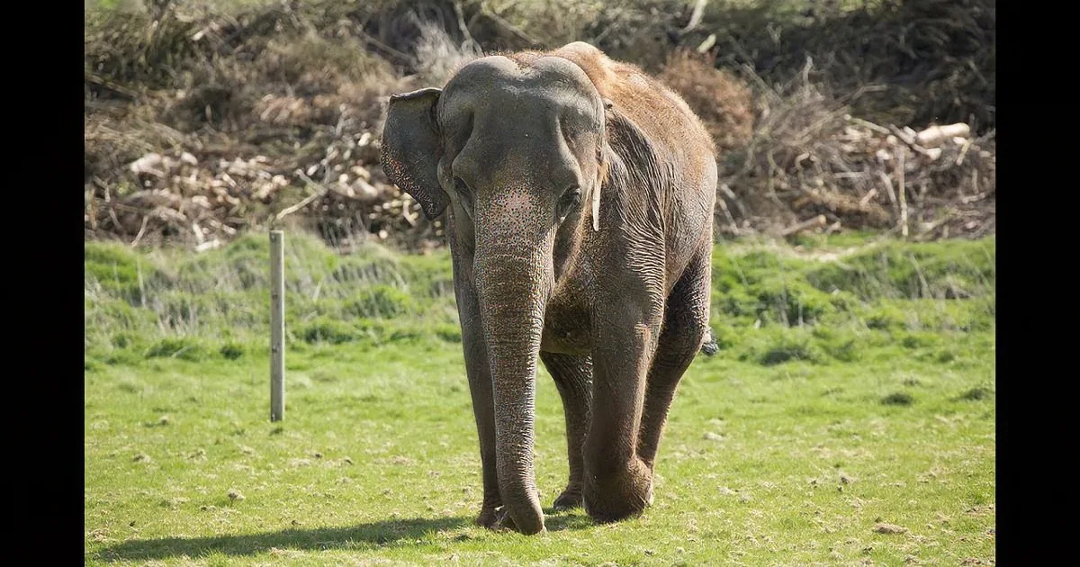 An elephant stands on a grassy field, facing forward, with a backdrop of trees and shrubs.