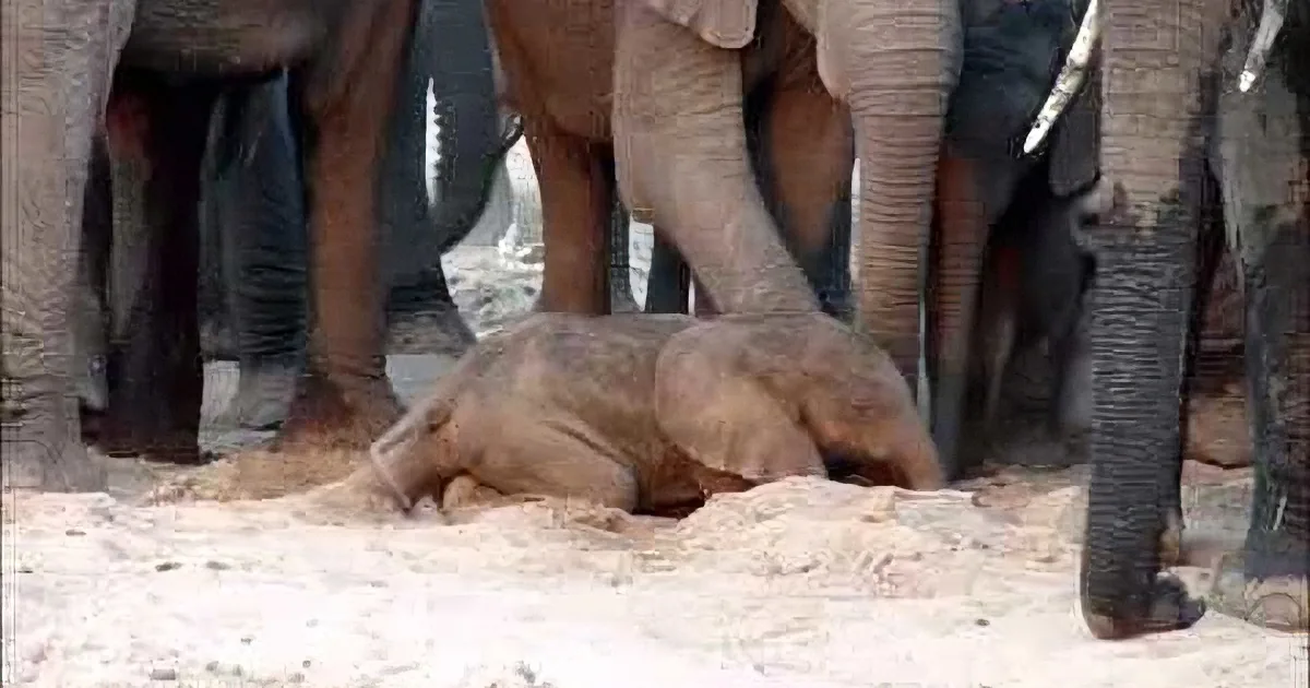 Mama Gives Birth to a Tiny Calf. but What Her Elephant Herd Does Next? You''ll Be Floored!