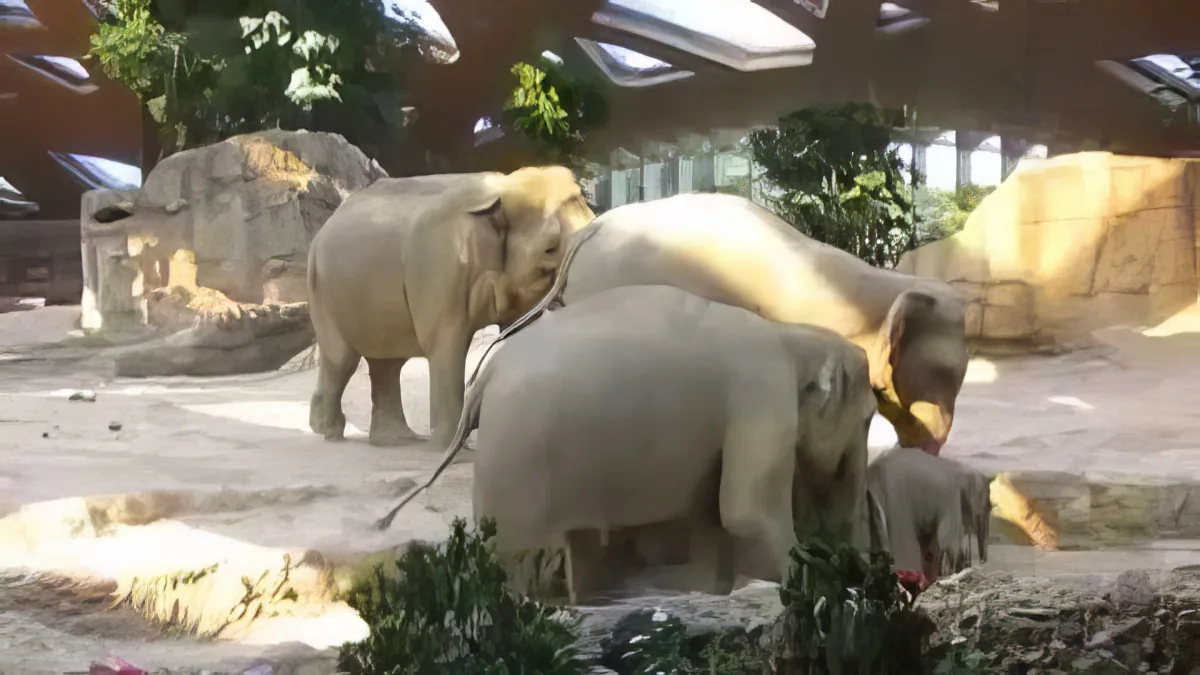 Elephants gather in a zoo enclosure, interacting and exploring their environment.