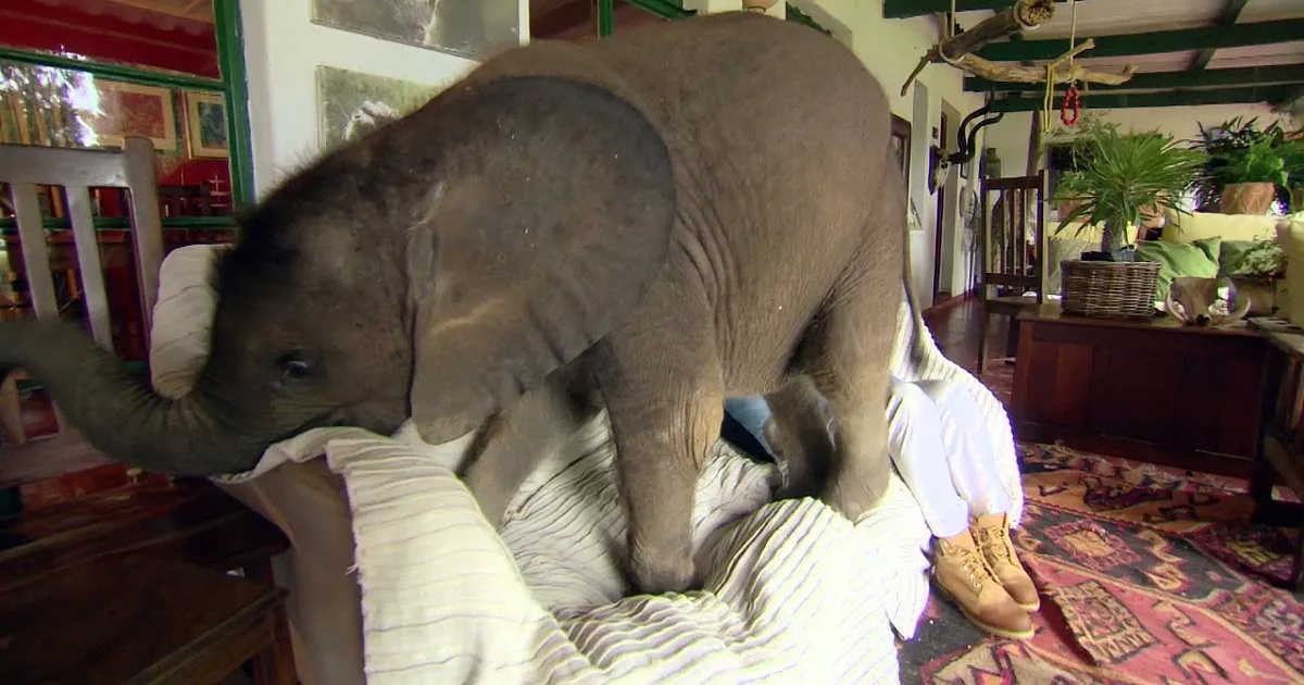 Poor Baby Elephant Was Rescued by This Woman. What He Did to Her in Response? Aww!