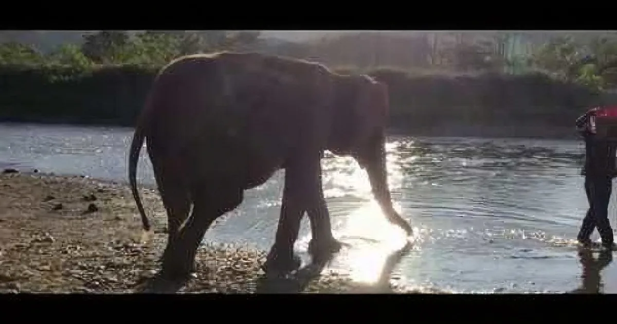 73-Year-Old Elephant Is Blind & Deaf but Has Labored All Her Life. Now Watch When This Happens...