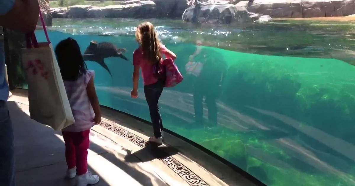 Children observe dolphins swimming in a large aquarium tank at a zoo.