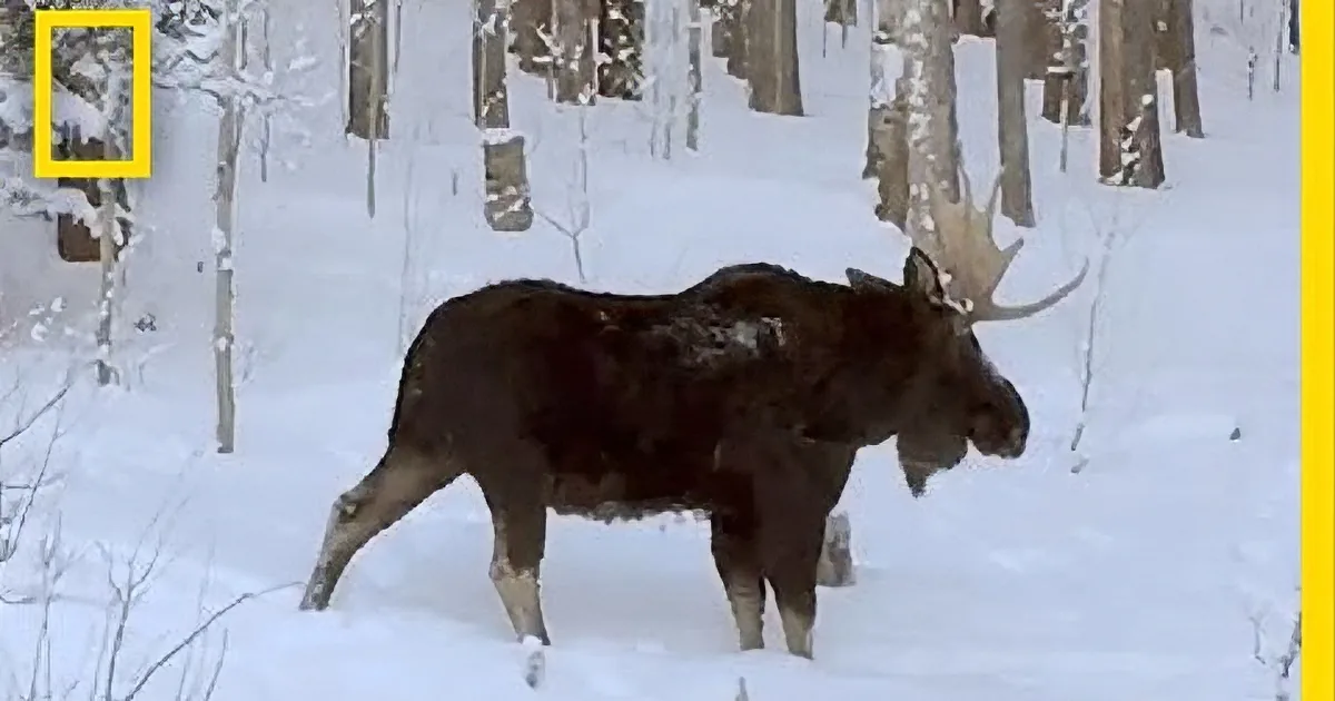 They Saw a Huge Moose Outside Their Window. but Keep an Eye on His Antlers...