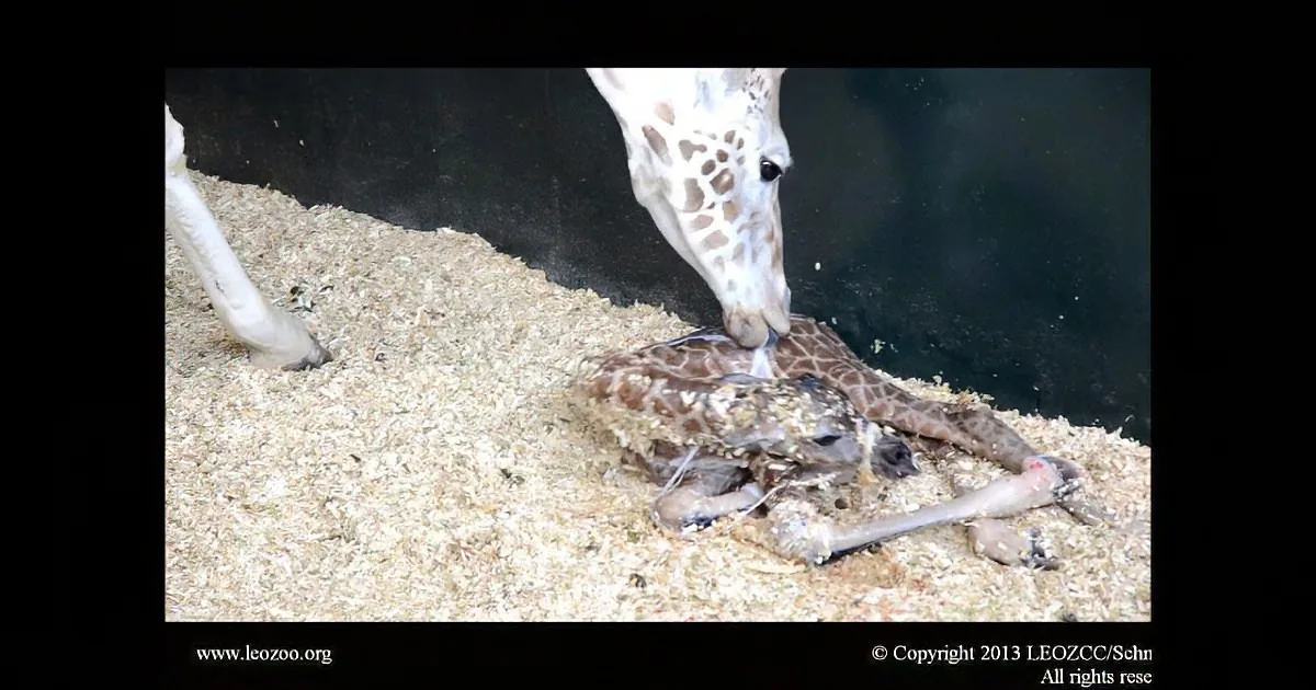 Giraffe Baby Was Born Just a Few Minutes Ago. but Watch When She Starts Walking Right Away