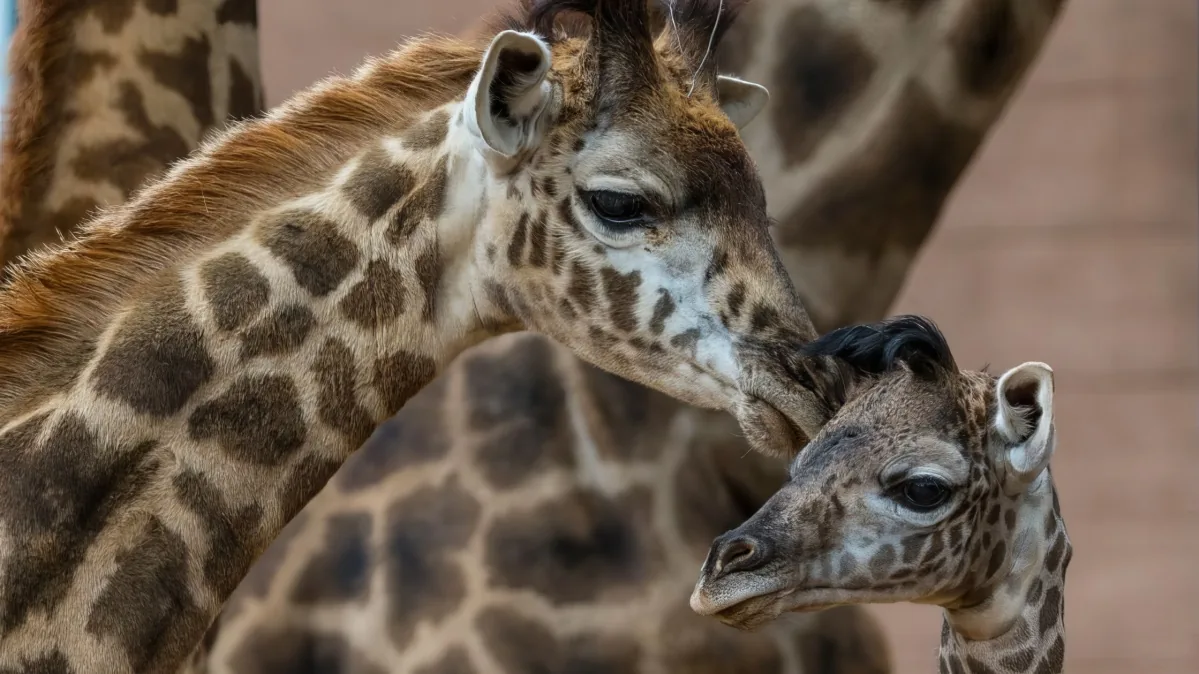 Mama Giraffe Gave Birth to a Little Calf. Now Watch How He''s Taking Charge at the San Diego Zoo