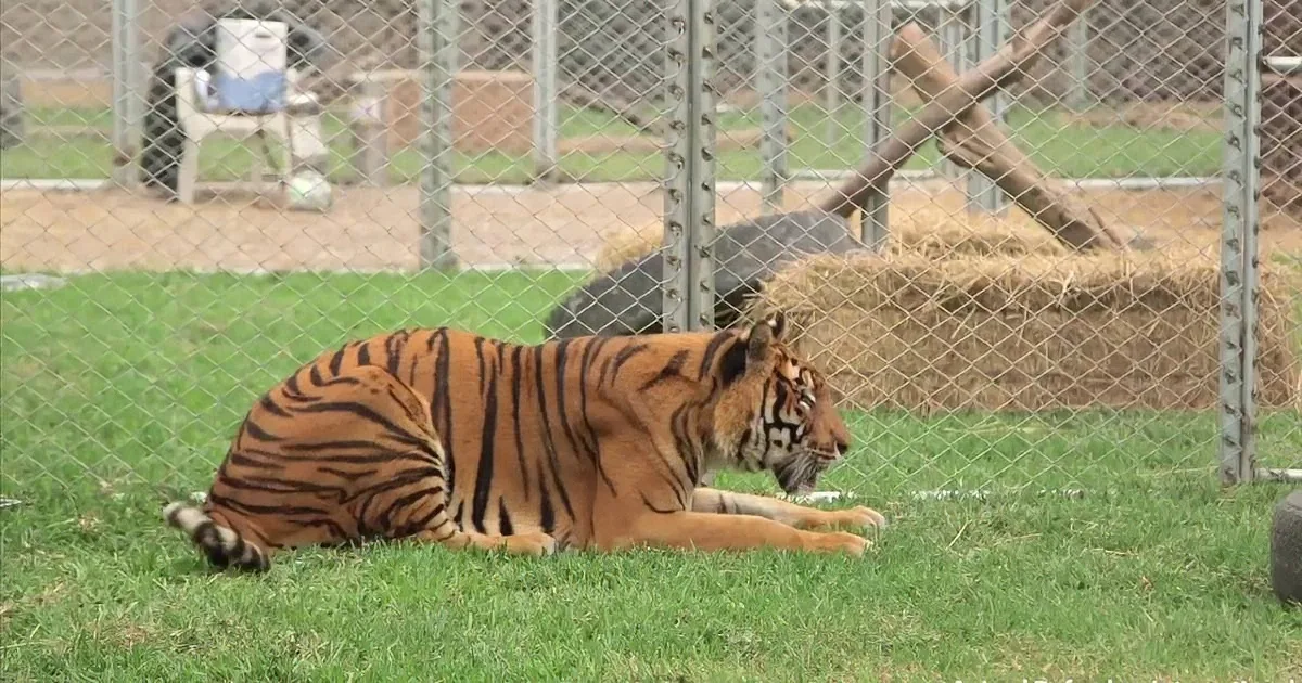 Poor Tiger Spent Years in a Tiny Cage. but Watch When He Feels Grass Underneath His Paws! Wow...