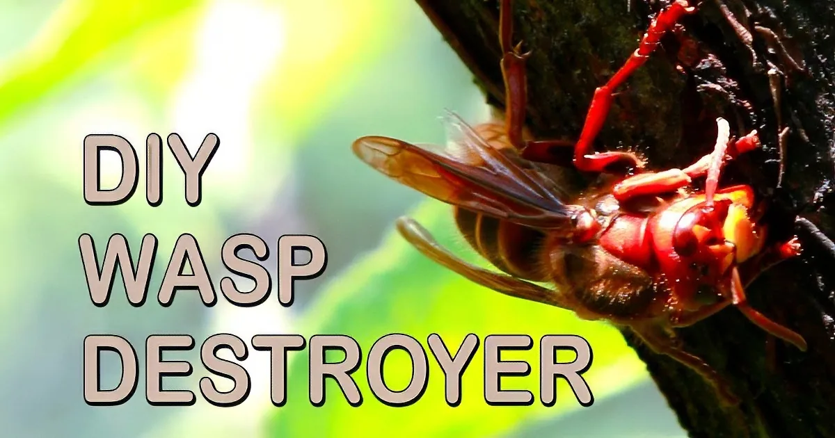 A wasp with red and brown body on tree bark, text reads "DIY WASP DESTROYER."
