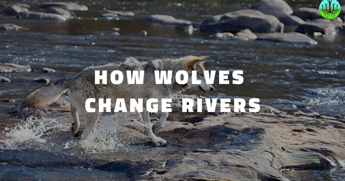A wolf stands on rocky riverbed, splashing water, with text overlay: "How Wolves Change Rivers."