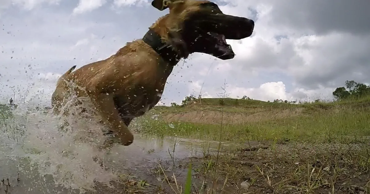 A dog leaps through a puddle, splashing water, with a cloudy sky and grassy field in the background.