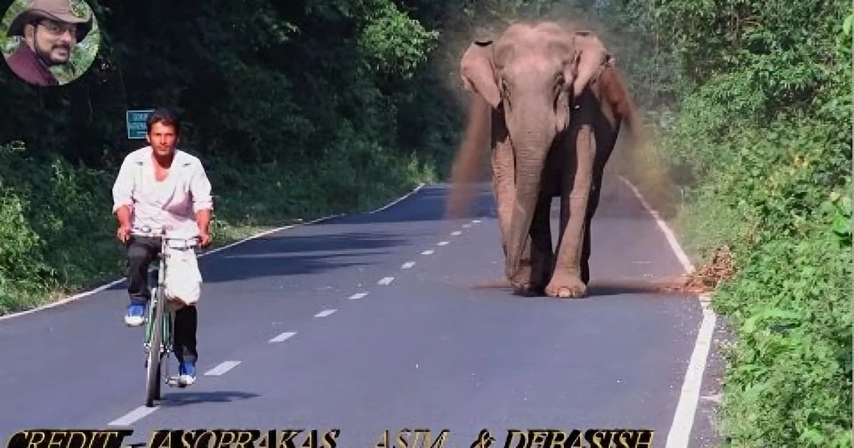 Mama Elephant Blocks the Road for This Reason. Aww, I Can''t Stop Smiling!