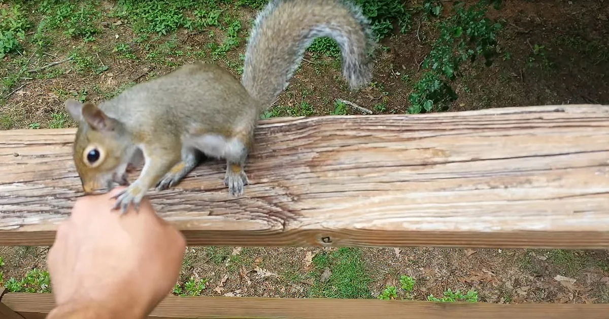This Friendly Squirrel Is Never Tired of Playing With This Man. I Could Watch This All Day.
